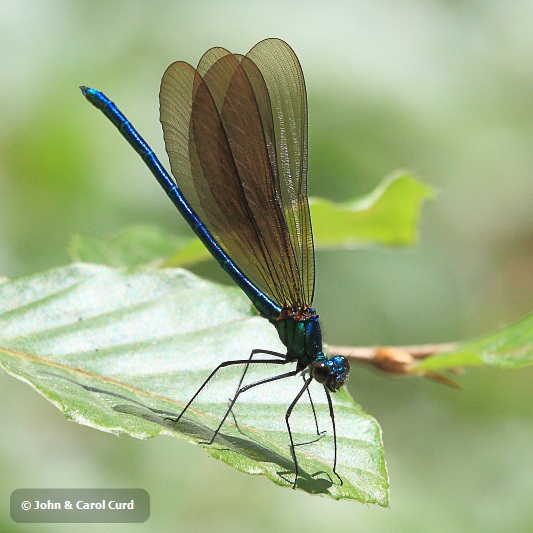 IMG_7338 Calopteryx virgo male.JPG